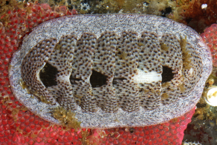 Lepidozona scrobiculata